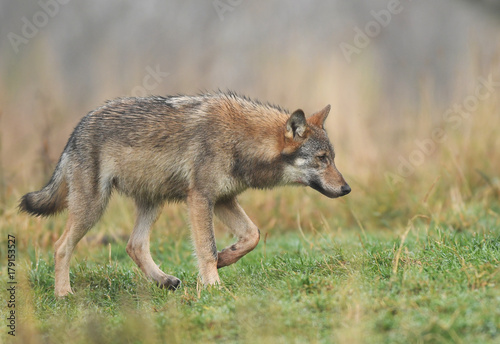 Gray wolf (Canis lupus)