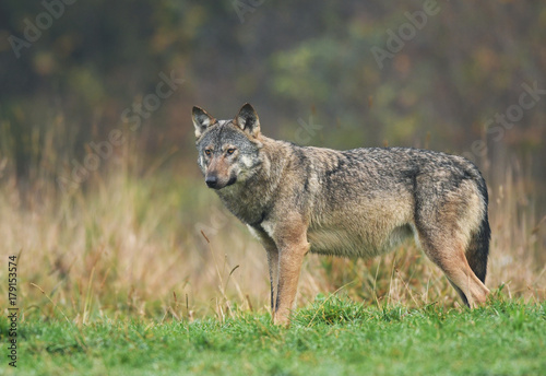 Gray wolf  Canis lupus 