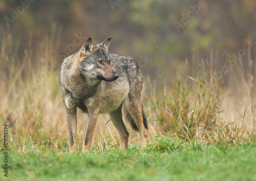 Gray wolf  Canis lupus 