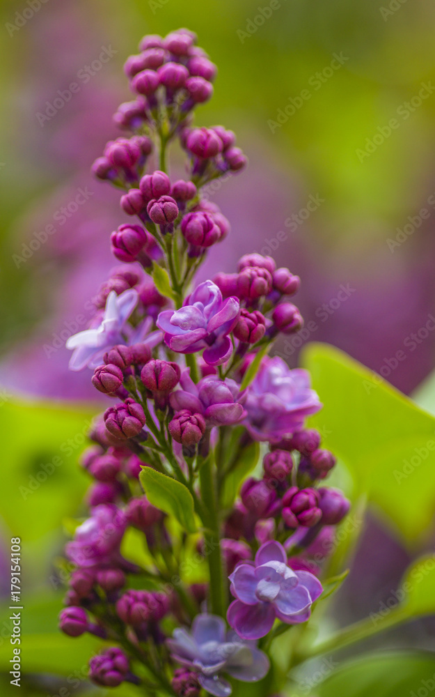 lilac lilac