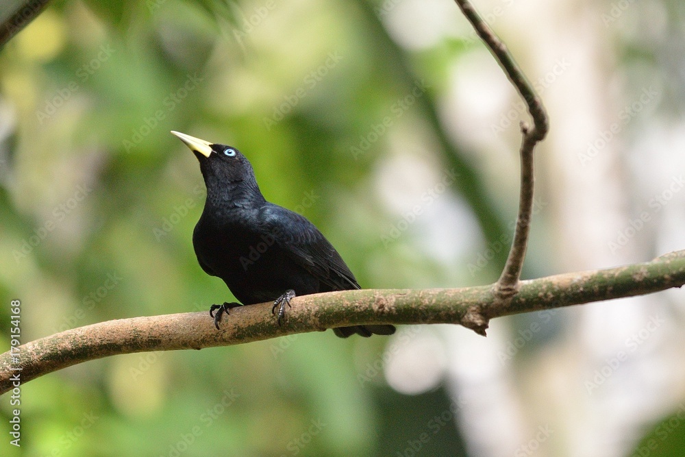 Yellow rumped cacique on the branch, Cacicus cela Yellow rumped cacique on the branch, Cacicus cela