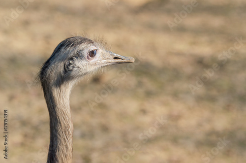 Head of the Emu in detail, Dromaius novaehollandiae