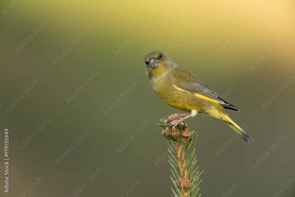 Fototapeta premium European greenfinch, Chloris chloris