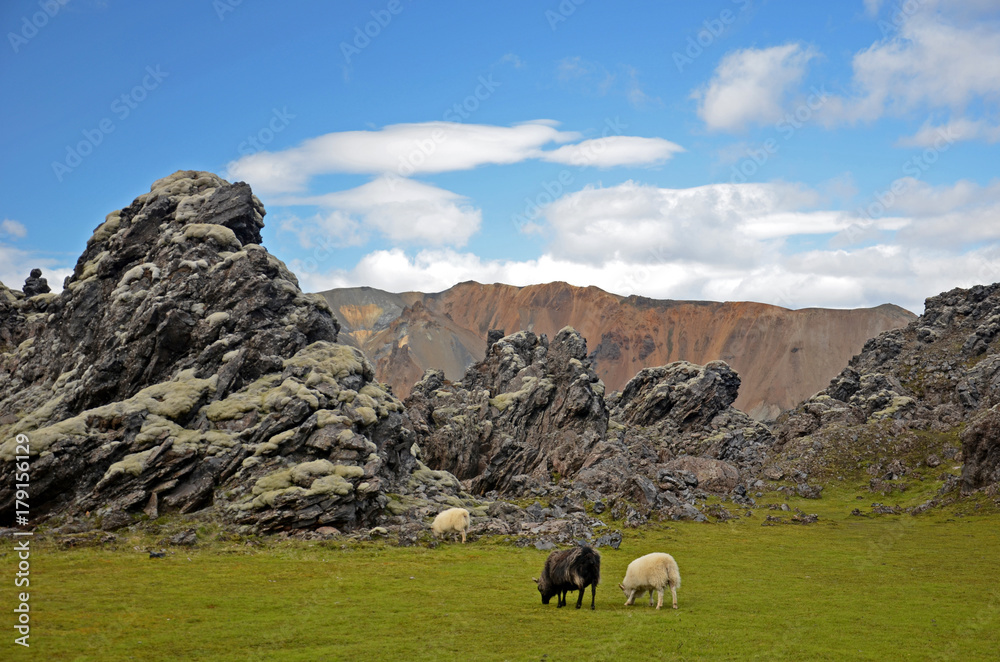 Volcanic landscape with Icelandic sheep