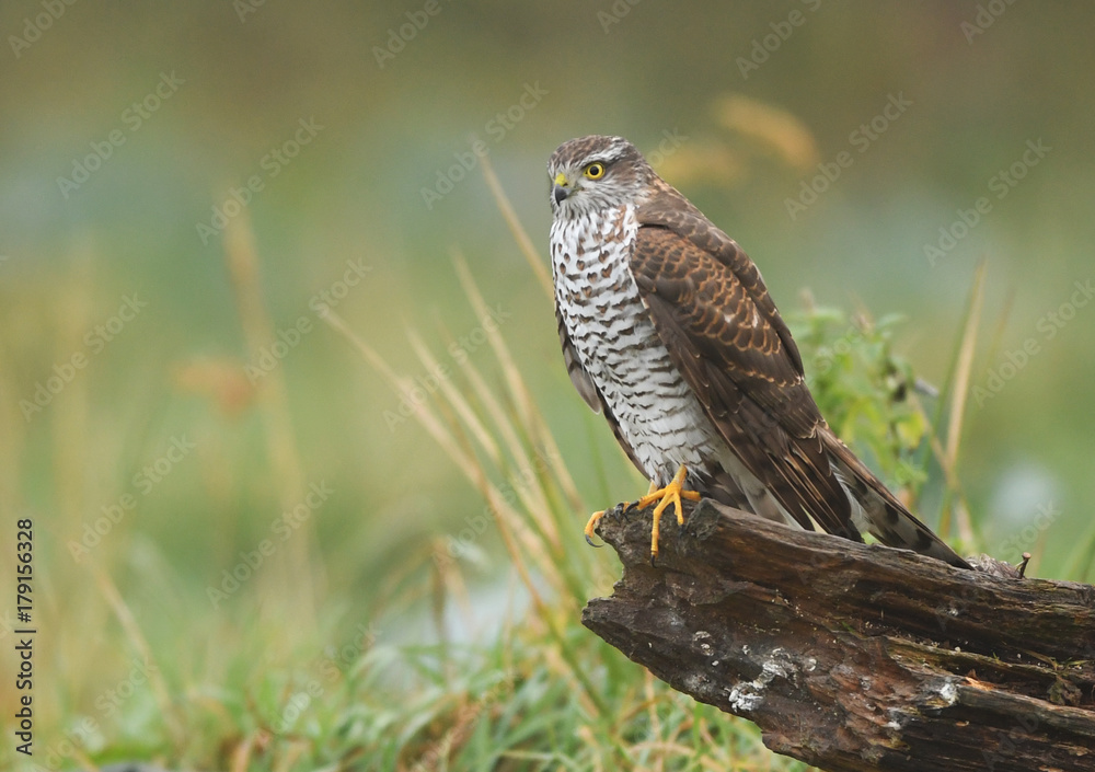 Fototapeta premium Euarsian sarrowhawk (Accipiter nisus)