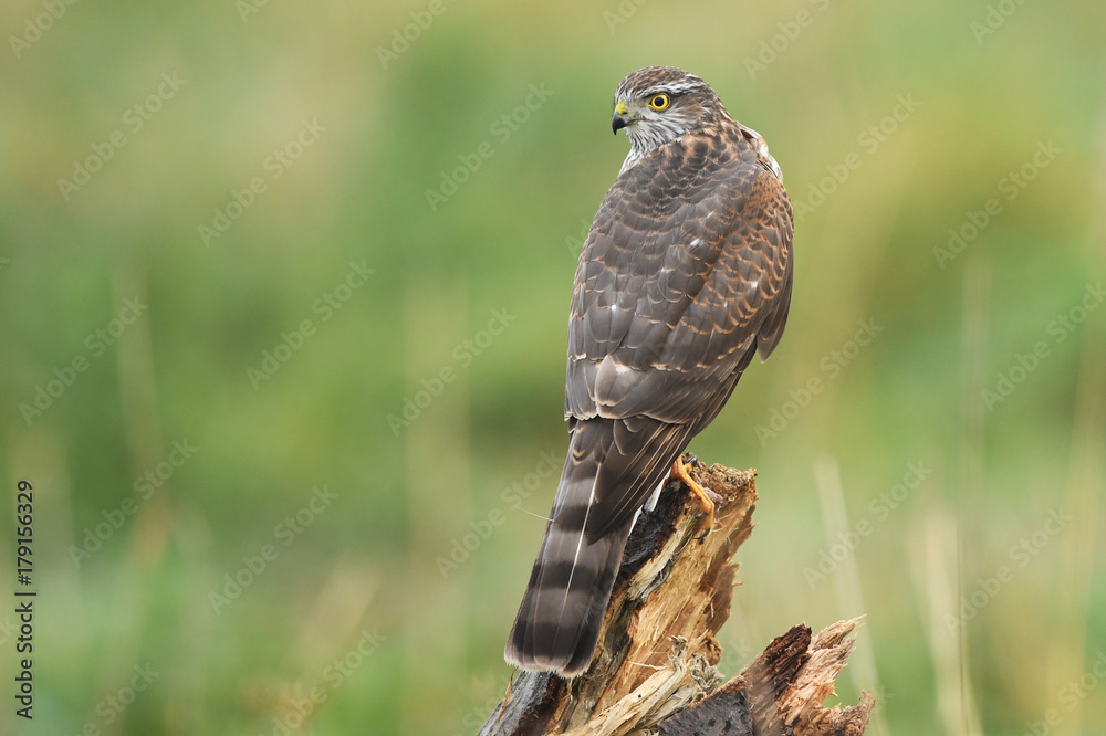 Fototapeta premium Euarsian sarrowhawk (Accipiter nisus)