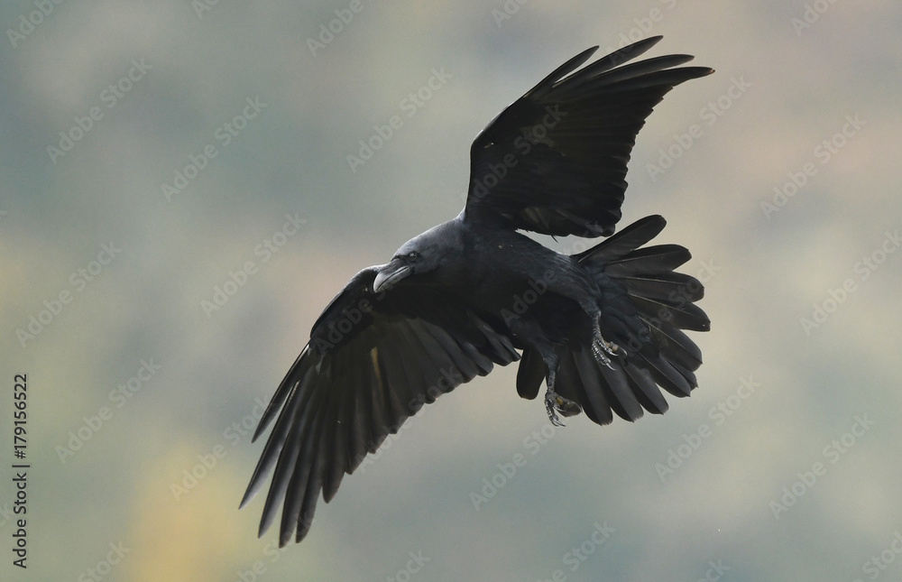 Fototapeta premium Raven