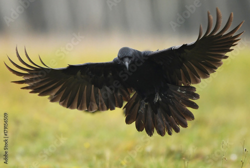 Raven © Piotr Krzeslak