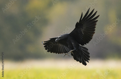 Raven photo