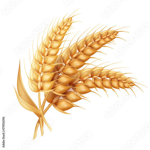 Barley ear with leaves realistic isolated. Wheat vector icon