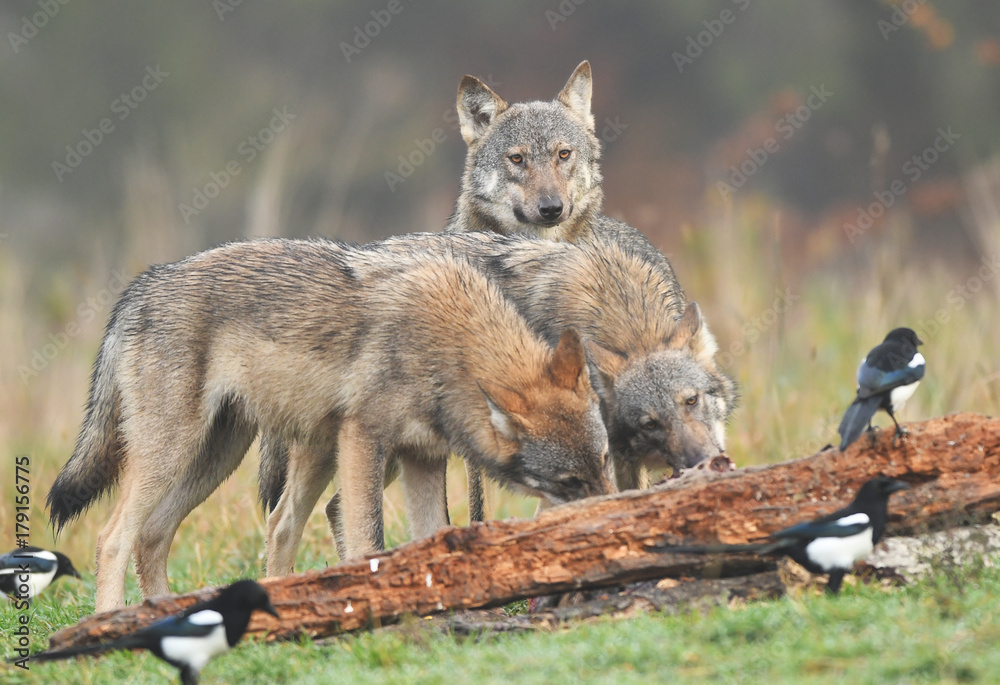 Fototapeta premium Gray wolf (Canis lupus)