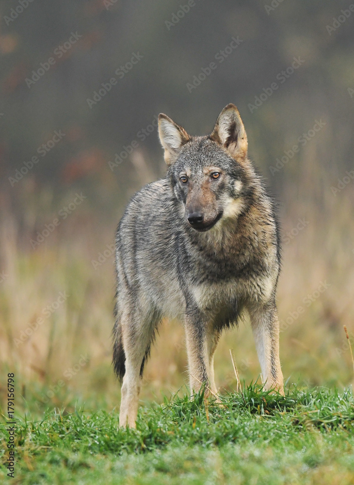 Fototapeta premium Gray wolf (Canis lupus)