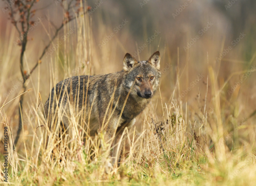Gray wolf (Canis lupus) Gray wolf (Canis lupus)