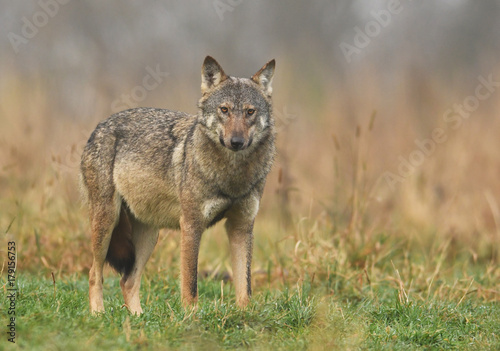 Gray wolf (Canis lupus)