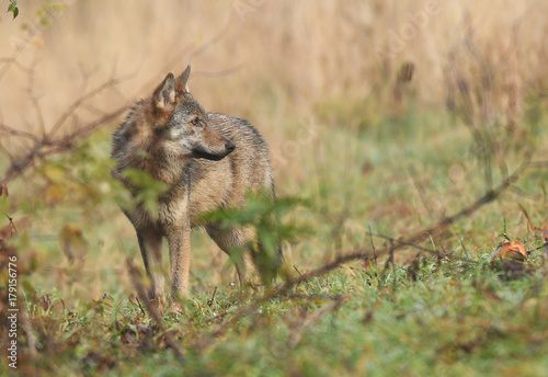 Gray wolf (Canis lupus)