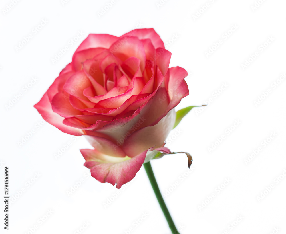 Pink rose with leaves isolated. Selective focus. Pink rose with leaves isolated. Selective focus.