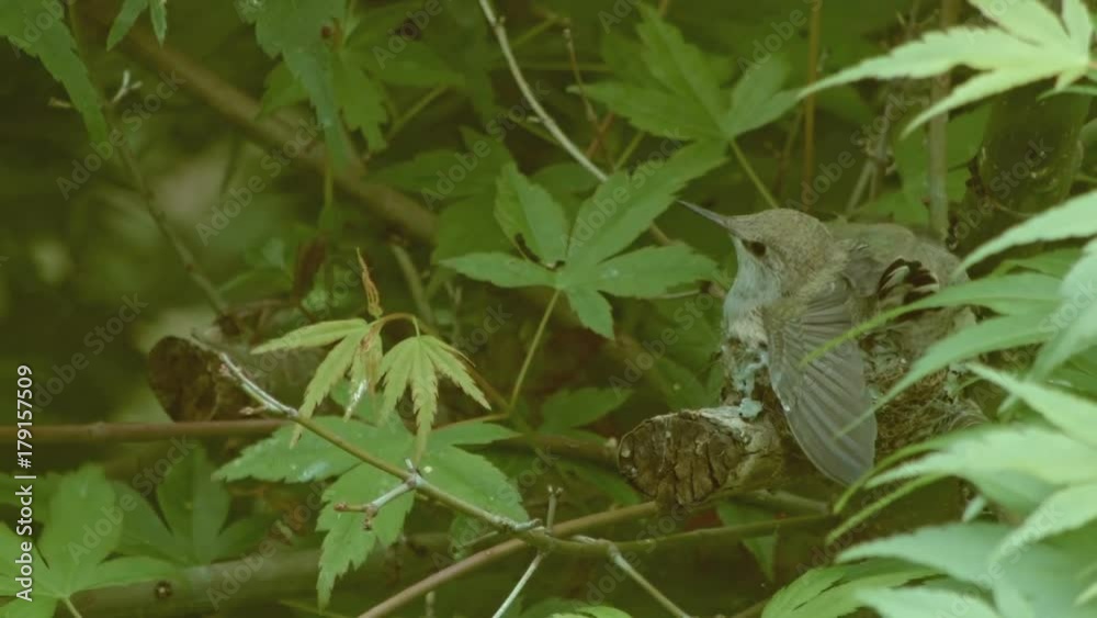 Big chicks run out of room in the nest siblings fight 1 Anna's Hummingbird Nest and Chicks Oregon 12 Big chicks run out of room in the nest siblings fight 1 Anna's Hummingbird Nest and Chicks Oregon 12