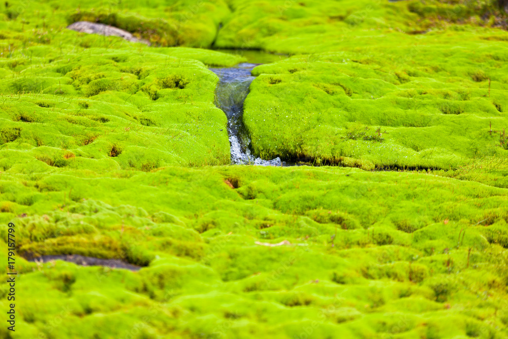 Iceland Small River Stream with green moss Iceland Small River Stream with green moss