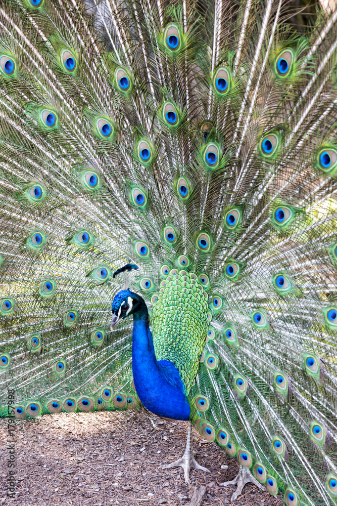 Obraz premium Peacock taken head on, pavo cristatus