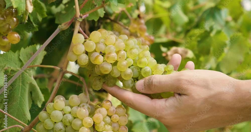 hand of  farmer in September check and collects the selected grape bunches in Italy for the great harvest. bio concept, organic food, nature and fine wine handmade