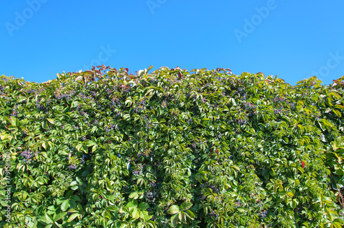 Background from a leaf of a grapes, illuminated by the sun.