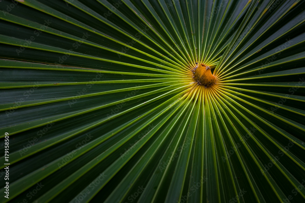 Detail of tropical Palm leaf Detail of tropical Palm leaf