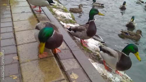 A lot of drakes and ducks swim together in a pond. photo