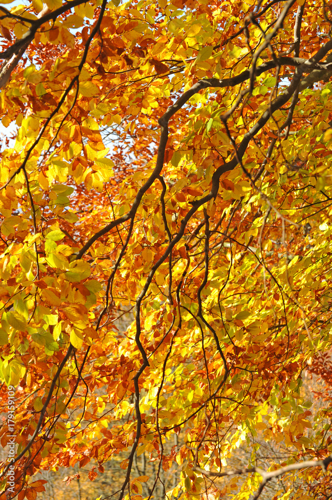 Autumn beech leaves on a tree in forest Autumn beech leaves on a tree in forest