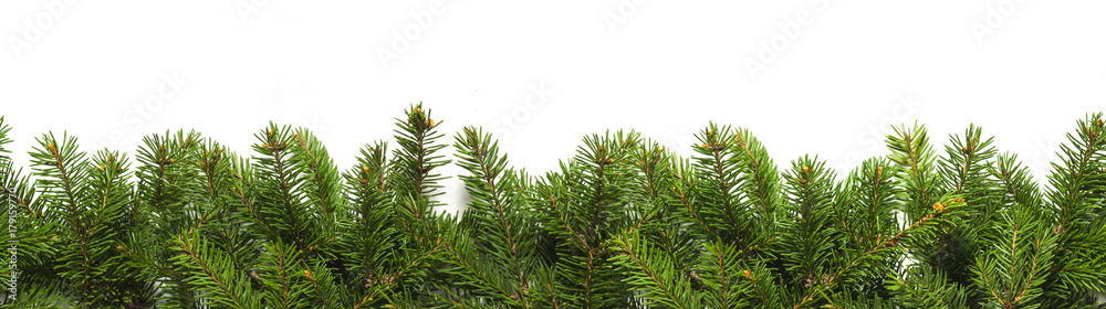 Evergreen branches on white Evergreen branches on white