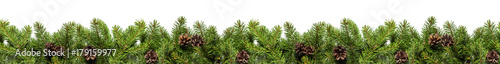 Evergreen branches on white