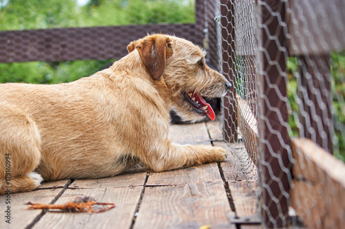 Brązowy mały pies w typie JRT patrzy przez siatkę ogrodzenia.