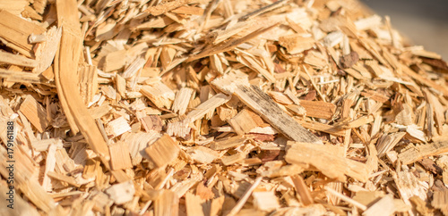The surface mounds of wood chips.