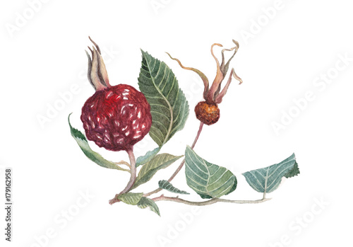 The branch of wild rose with two dry berries. Watercolor illustration
