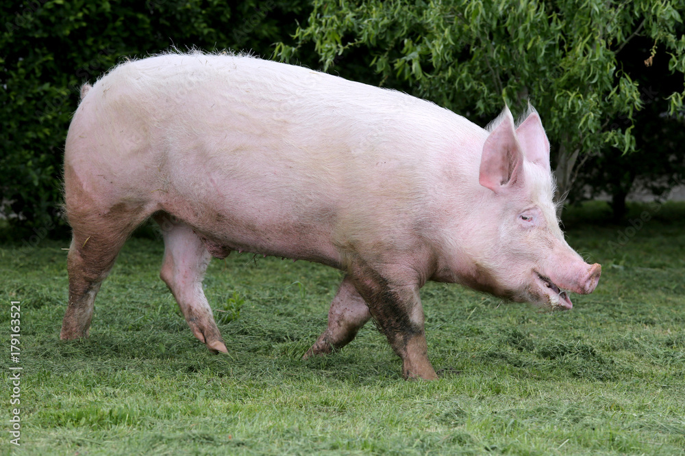 Domestic pink colored sow graze on pasture Domestic pink colored sow graze on pasture