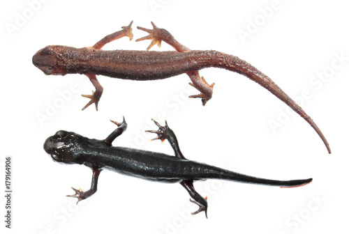 Canvas Print Two different species of newts isolated on white background