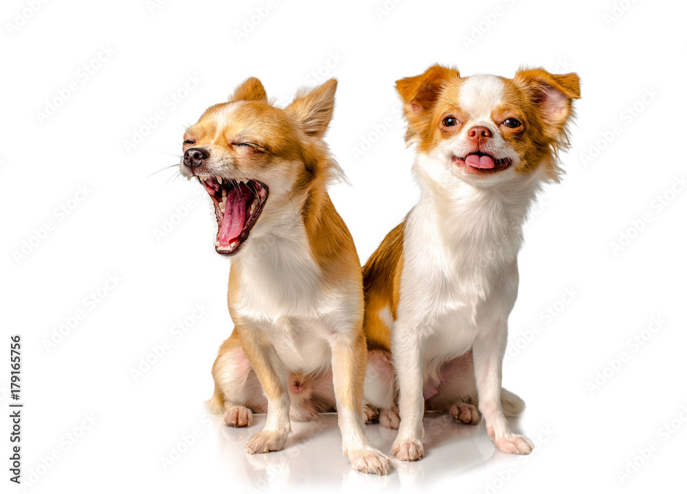 Two Chihuahua brown dog with white background