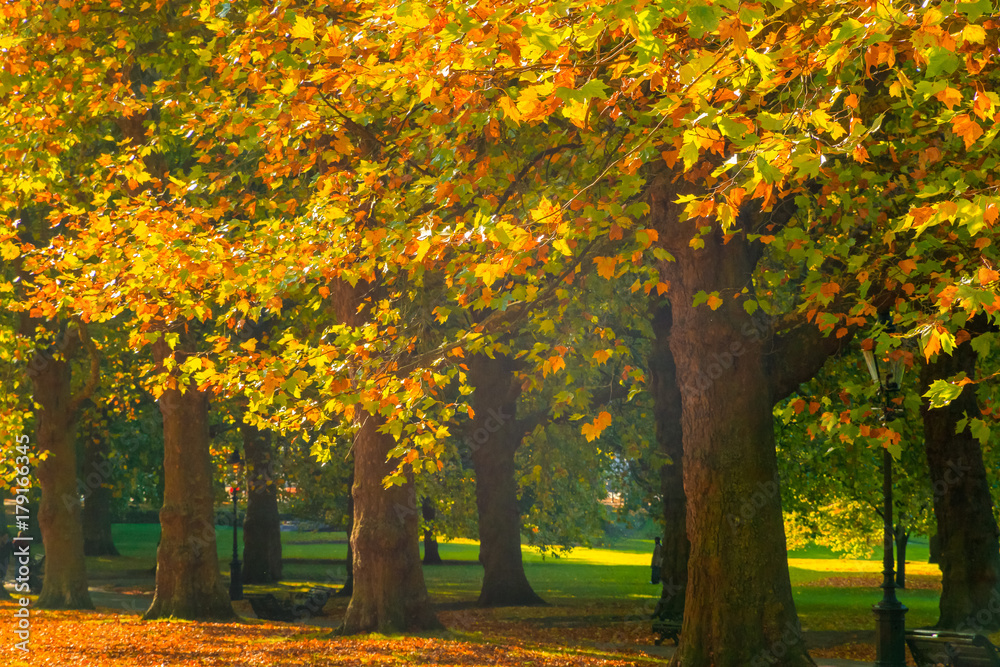 Avenue lined with trees in Green Park, London Avenue lined with trees in Green Park, London