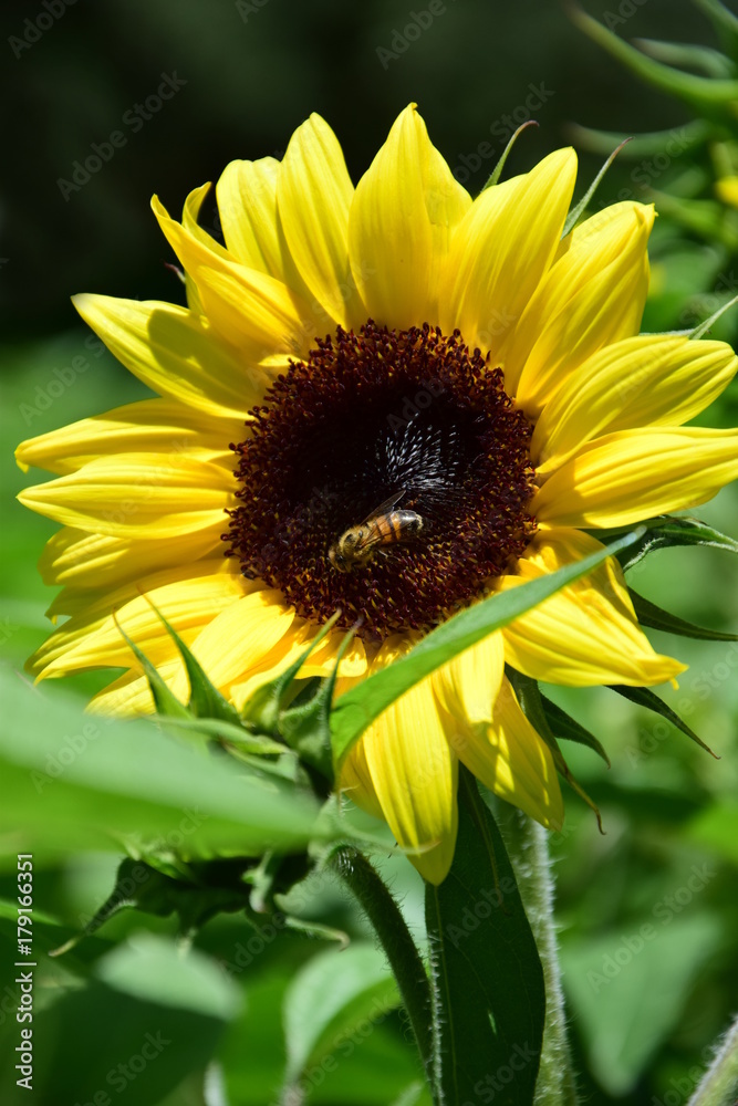 Naklejka premium Sonnenblume mit Biene auf grünem Feld