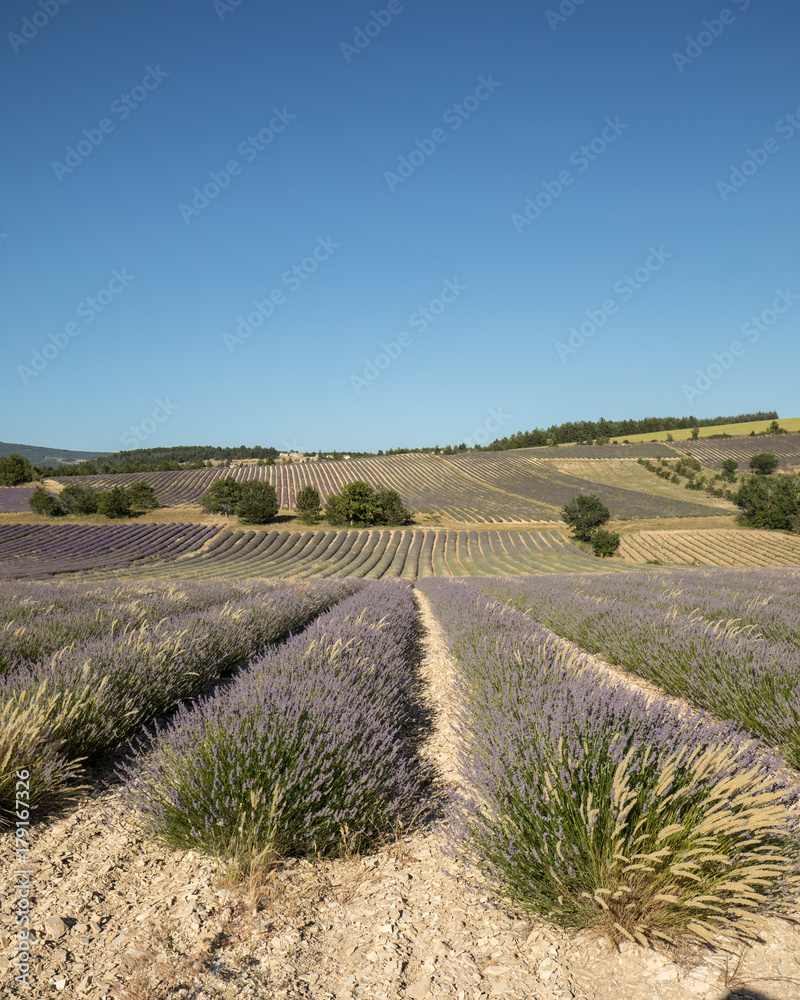Obraz premium Lavender field in Provence, near Sault, France