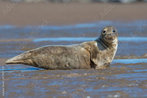 Atlantic Grey Seal (Halichoerus grypus)/Young Atlantic Grey Seal at the edge of the ocean
