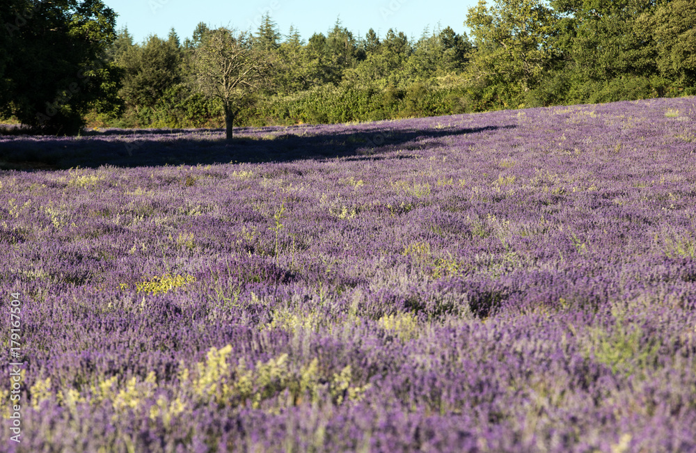 Fototapeta premium Lavender field near Sault in Provence, France.