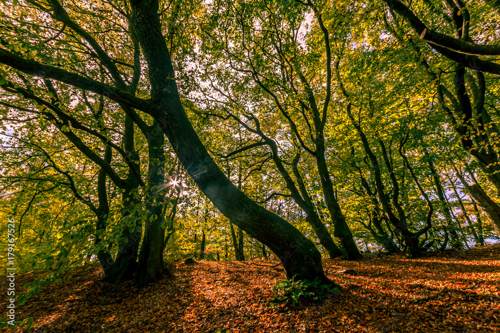 Fototapeta premium Forest silhouette 