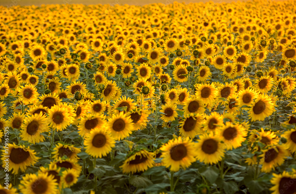Sunflowers field near Arles in Provence, France Sunflowers field near Arles in Provence, France