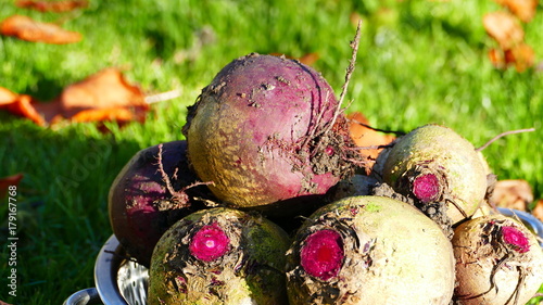 Fresh harvested beetroots in metal colander photo