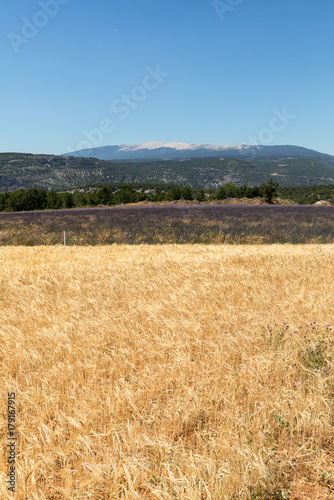 Cornfield and lavender fields near Sault and Mont Ventoux in the background. Provence  France