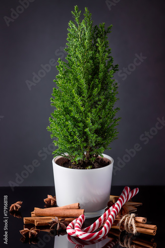 Young Christmas tree in a pot with cinnamon sticks and candy cane