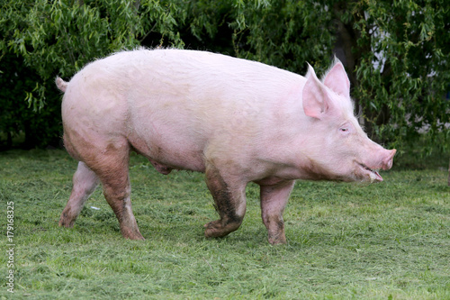 Side view photo of a young domestic pig sow on animal farm summertime