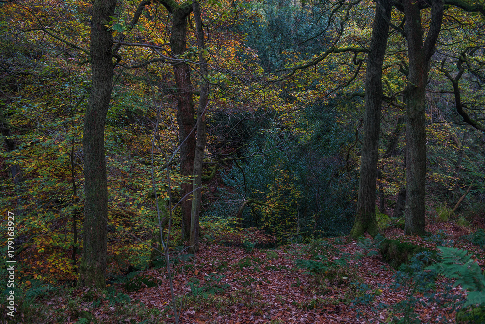 Golden leaves fallen into clearing from oak tress in Autumn at Padley Gorge Golden leaves fallen into clearing from oak tress in Autumn at Padley Gorge