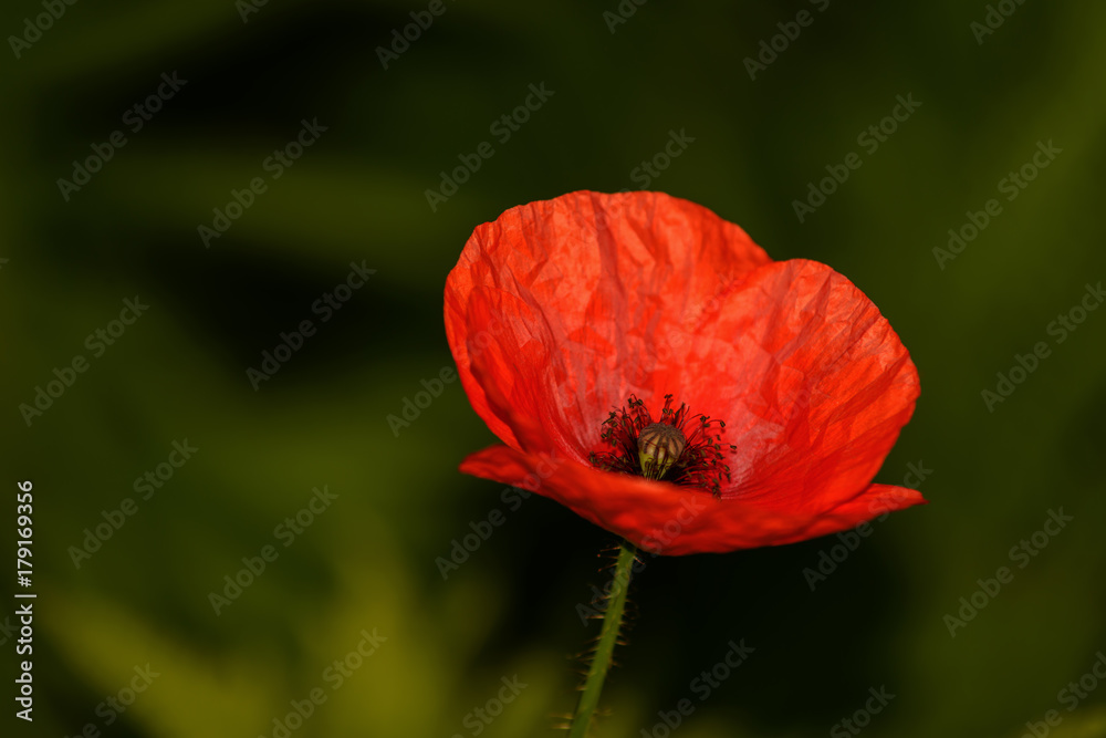 Fototapeta premium Red poppy
