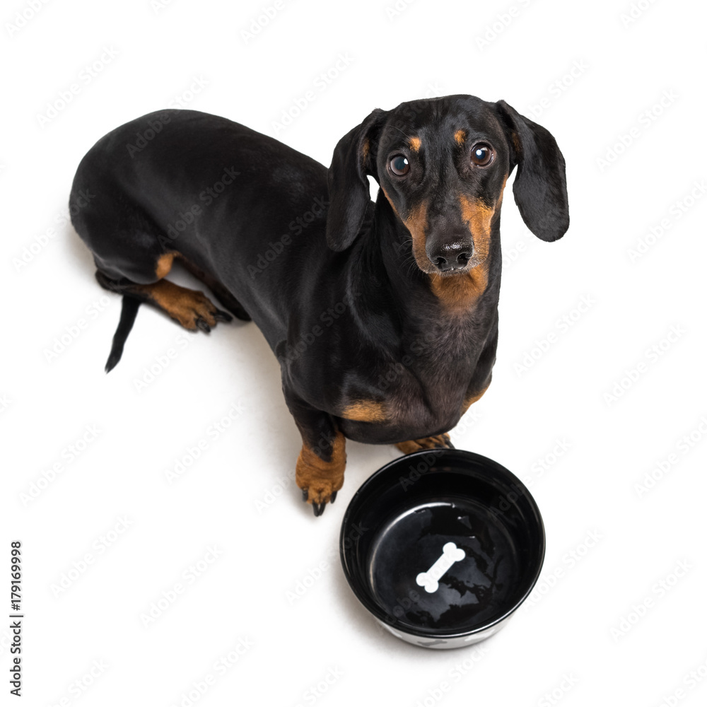 top view on hungry dog dachshund, black and tan, waiting and looks up to have his bowl filled food isolated on white background